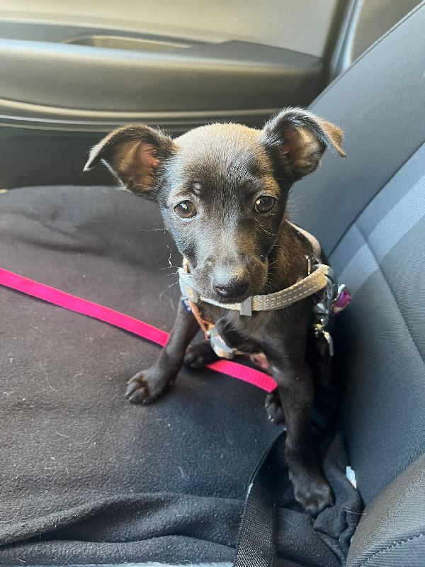 PERLA Adottami a tuo rischio e pericolo (di innamorarti follemente)! 🌹🥰 Foto 4